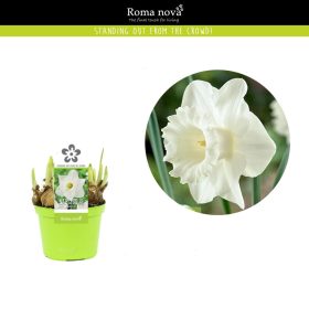 Narcissus "Geneve" - Nárcisz