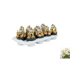 Narcissus "Geranium" - Nárcisz