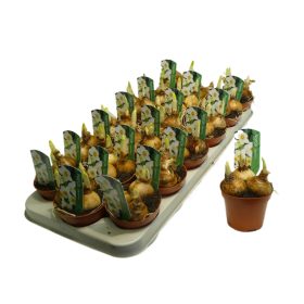 Narcissus "Geranium" - Nárcisz