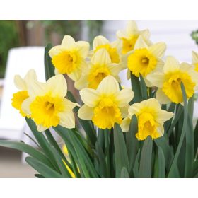 Narcissus "Goblet" - Nárcisz