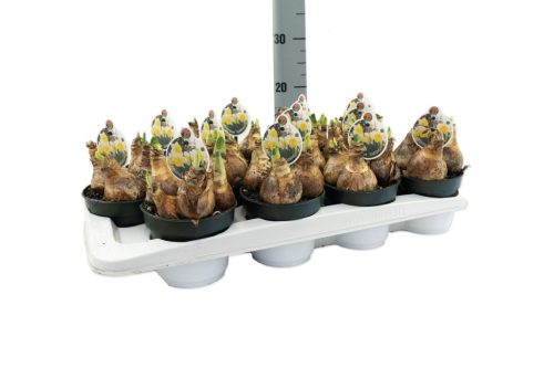 Narcissus "Goblet" - Nárcisz