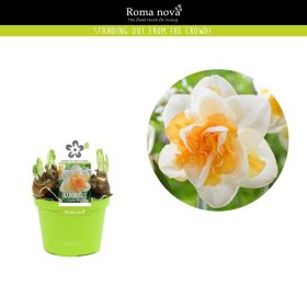 Narcissus 'Golden pearl'- Nárcisz