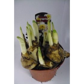 Narcissus "Ice Follies" - Nárcisz