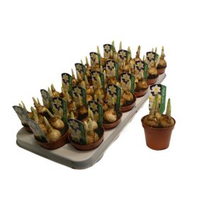 Narcissus "Ice Follies" - Nárcisz