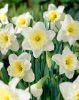 Narcissus "Ice Follies" - Nárcisz