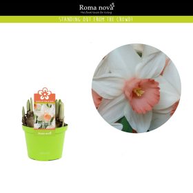 Narcissus 'Iwona'- Nárcisz