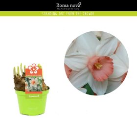 Narcissus 'Iwona'- Nárcisz