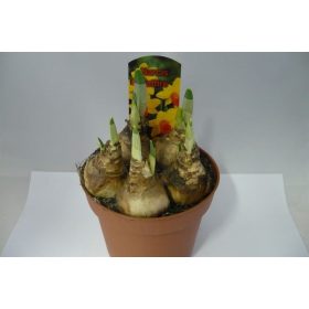 Narcissus "Jetfire" - Nárcisz