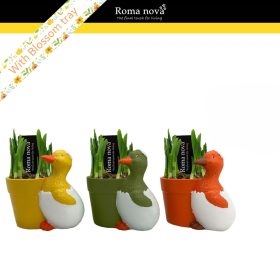   Narcissus 'Tete a tete' - Nárcisz kacsás kaspóban