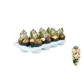 Narcissus "Kapiti peach" - Nárcisz