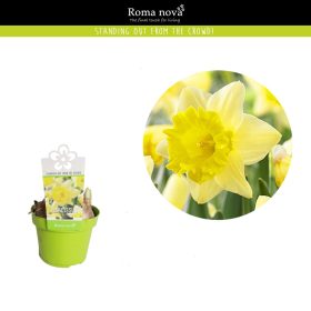 Narcissus "kiss me" - Nárcisz