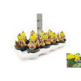 Narcissus "Lucky Number" - Nárcisz