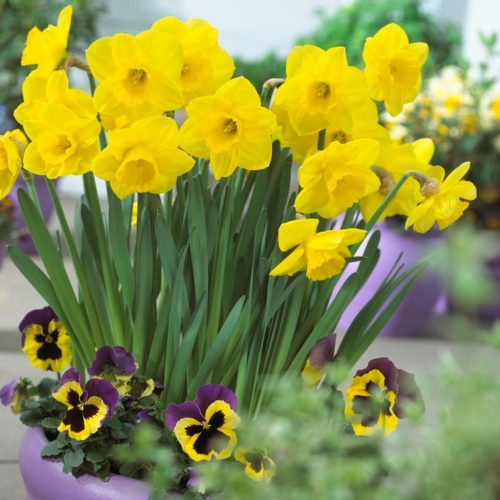 Narcissus "Lucky Number" - Nárcisz