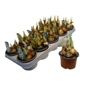 Narcissus mix - Nárcisz