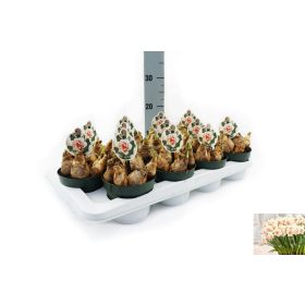 Narcissus "My Story" - Nárcisz