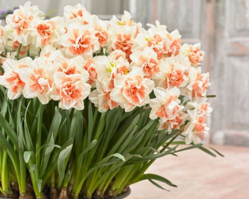 Narcissus "My Story" - Nárcisz