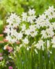 Narcissus "Paperwhite" - Nárcisz