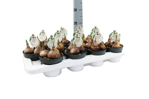 Narcissus "Paperwhite" - Nárcisz