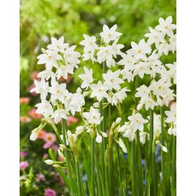 Narcissus "Paperwhite" - Nárcisz