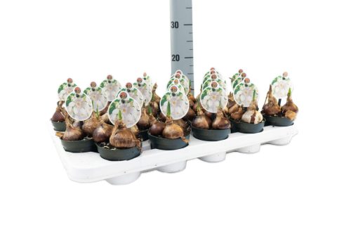 Narcissus "Paperwhite" - Nárcisz