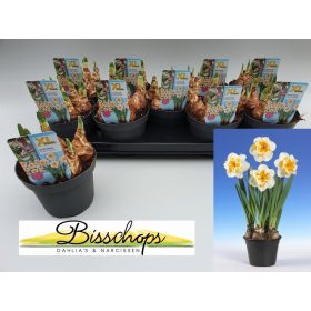 Narcissus "peach swirl" - Nárcisz