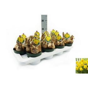 Narcissus 'Sherborne'- Nárcisz