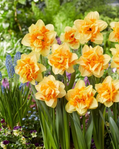 Narcissus "Suncatcher" - Nárcisz