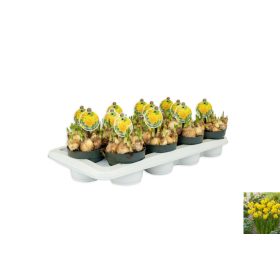 Narcissus 'Tete a tete' - Nárcisz