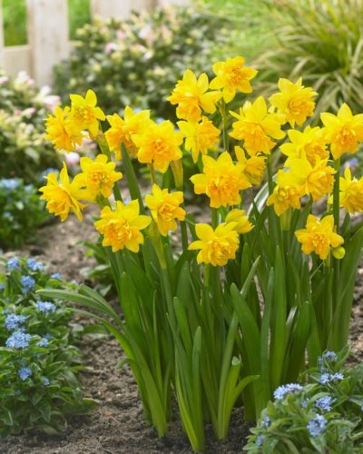 Narcissus 'Tete a tete' - Nárcisz