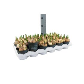 Narcissus 'Tete a tete' - Nárcisz