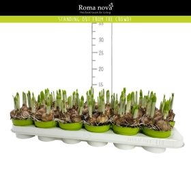 Narcissus 'Tete a tete' - Nárcisz