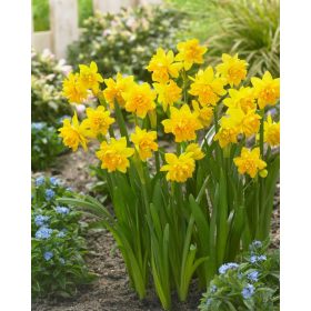 Narcissus "Tete Boucle" - Nárcisz