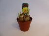 Narcissus "Tete Boucle" - Nárcisz
