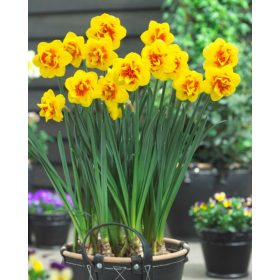 Narcissus "Update" - Nárcisz