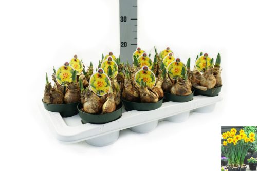 Narcissus "Update" - Nárcisz