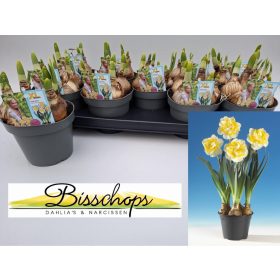 Narcissus "Westward" - Nárcisz