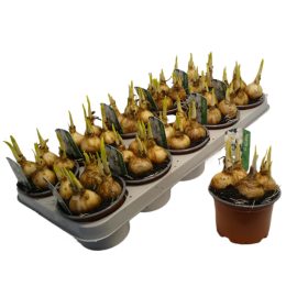 Narcissus "White" - Nárcisz