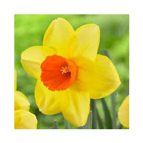 Nárcisz virághagyma 5 db Large Capped