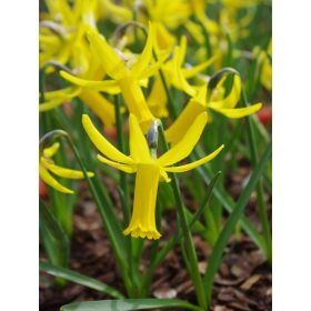 Nárcisz virághagyma 7db "cyclamineus"