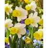 Narcissus 'Josina Elisabeth' - Nárcisz fehér-sárga