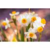 Narcissus 'Odoratus' - Nárcisz 