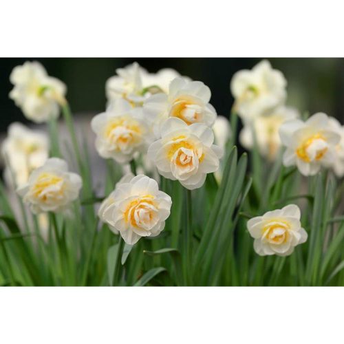 NARCISSUS dubbele 'Bridal Crown' - Nárcisz (dupla, fehér)