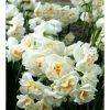 NARCISSUS dubbele 'Bridal Crown' - Nárcisz (dupla, fehér)