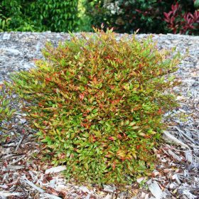 Nandina domestica 'Moon Bay' - Japán Szentfa