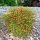 Nandina domestica 'Moon Bay' - Japán Szentfa