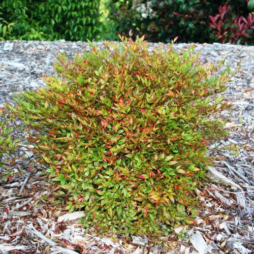 Nandina domestica 'Moon Bay' - Japán Szentfa