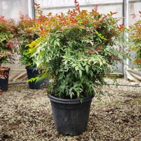 Nandina domestica - Japán Szentfa