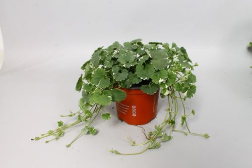 Nepeta - Macskamenta
