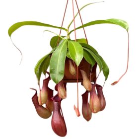   Nepenthes Alata 'Monkey jar' - rovaremésztő kancsóka (akasztós)