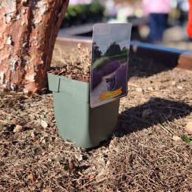 Nepeta Mix - macskamenta